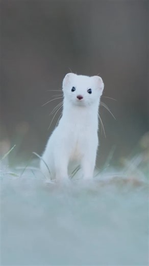 Terre Sauvage on Instagram: "Elle traverse l’hiver sans bruit. Avec une silhouette blanche qui se confond dans neige, l’hermine incarne une faune discrète, exigeante, étroitement liée à la qualité des milieux qu’elle habite. Ces images sont issues de « An erminig, sur les traces de l’hermine », un court-métrage documentaire réalisé par @_nicolasdubois. Entre la Bretagne, territoire dont l’hermine est l’emblème, et les vallées jurassiennes, le film explore la lente disparition de l’espèce en Fran