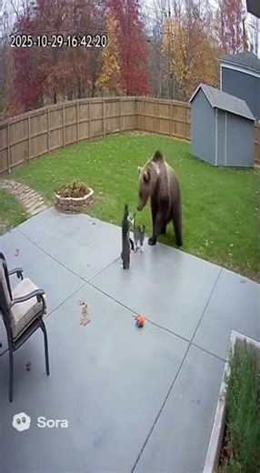 💥 "Cats vs Bear – The Most Unexpected Fight Ever!"