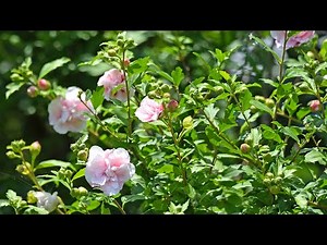 How to plant Rose of Sharon