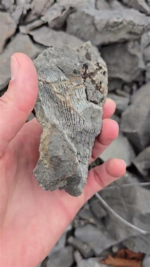 #horncoral #michigan #devonian #beachcombing #alpena #fossil #quarry#rocks #rockhounding #rugosa