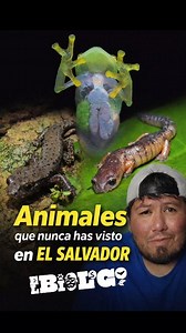 Animales que nunca has visto en El Salvador #animals #wildlife #nature #elsalvador #viral | El Biólogo
