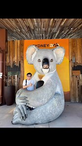 GẤU KOALA 💥 Nhắc đến GẤU, nhiều người thường nghĩ đến sức mạnh và sự hoang dã. Thế nhưng, có một loài GẤU lại vô cùng xinh đẹp, đáng yêu và thân thiện—đó chính là GẤU KOALA, loài gấu túi duy nhất trên thế giới, không ăn tạp, ít uống nước,chỉ ăn lá cây, sống tại Úc. GẤU CON được GẤU MẸ nuôi và bao bọc trong túi từ khi sinh ra đến 7 tháng tuổi, thể hiện tình mẫu tử khăng khít. 💥 GẤU KOALA không chỉ biểu tượng cho sự ngọt ngào và hiền lành mà còn gợi lên cảm giác ấm áp, thân thương. 💥 Phải chăng