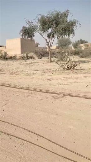 🌱 Village development is the core mission of BASIC Development Foundation 💚 BDF Dadu team is conducting an alternative livelihood assessment in FIFSA-III villages, where women farmers are actively supporting their families 🤝👩‍🌾 📍 In village Gul Babar, Kachho area of Taluka Johi, women are skilled in making thin rope from Peesh (a local bush grown in the hilly Kheerthar range along the Sindh–Balochistan border) 🌿🏔️ This rope, locally called WAAN, is widely used for stringing charpai 🪢🛏️