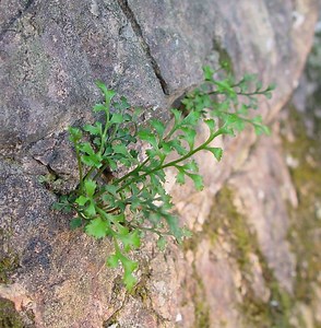 Asplenium ruta muraria - Alchetron, The Free Social Encyclopedia