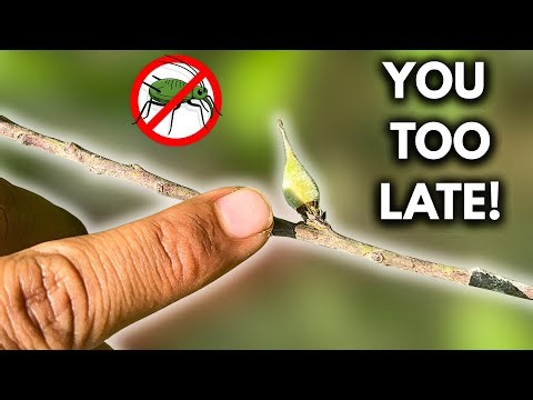 Don’t Let Your Peaches Drop – Do This Before It’s Too Late!