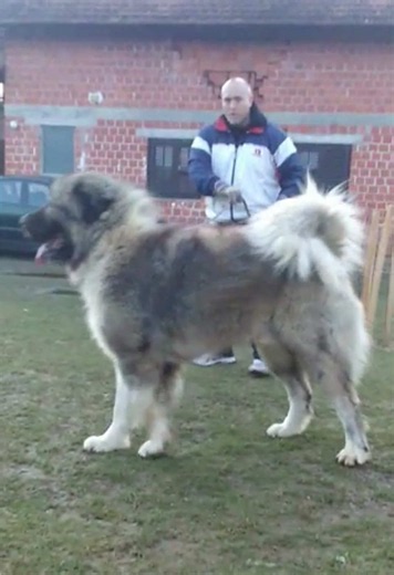 A young Caucasian Shepherd Dog with great potential.#pet #jozodogs #dog #dogs #bigdog