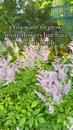108K views · 284 reactions | Shade-loving flowers for summer? Yes...