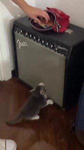 Sam just sent in a kitty scaling their first amp! #catsonamps | Cats on Amps