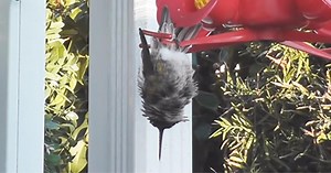 Adorable Hummingbird Snoozes While Hanging Upside Down