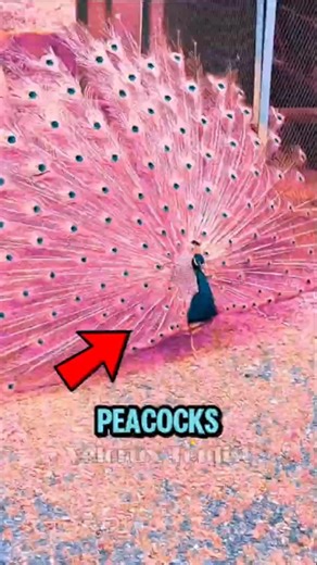 Top 5 Most Beautiful Peacocks on Earth 😱 (You Won’t Believe the Last One Exists)