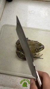 Green Frog funny P204 | Green Frog