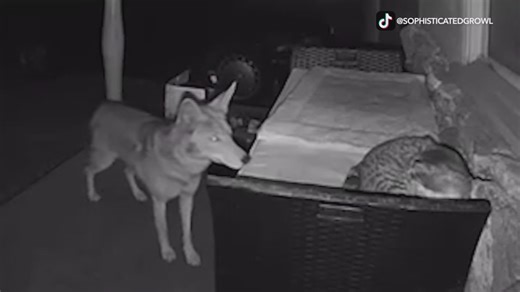 Suburban coyote population thriving: Here’s what you need to know