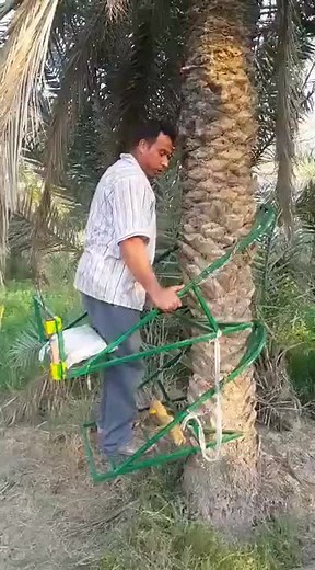 Palm Tree Climbing Techniques for Maintenance