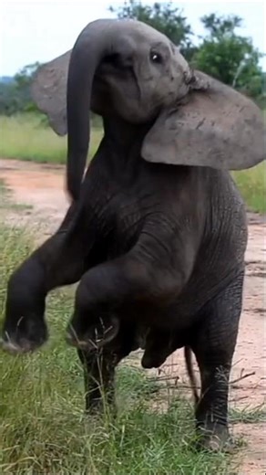 Very cute playful elegant baby #elephant #shorts