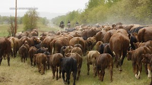 Cattle Drive