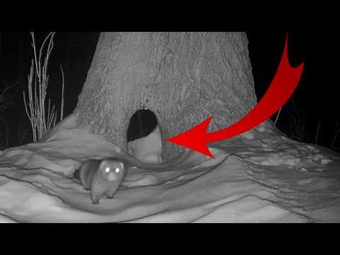 Hole SNOWED Shut-Mink Don’t Care! Trail Cam HIGHLIGHTS 3.19.26