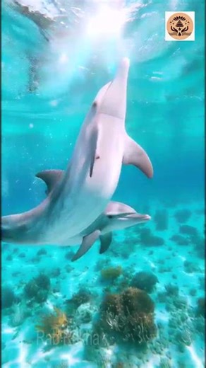 This Cute Dolphin Just Broke the Internet with INSANE Underwater Moves! 🐬😱