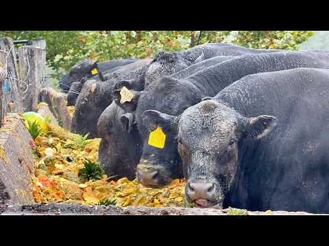 3,500 ABERDEEN ANGUS BEEF CATTLE 🇺🇸