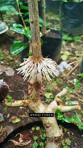 tree lover ❤️।How a Tree Grows 🌱 | From Seed to Roots Explained | Tree Facts# shorts