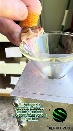 Eastern copperhead venom extractions