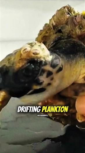 Why This Sea Turtle Can’t Swim Anymore 🐢