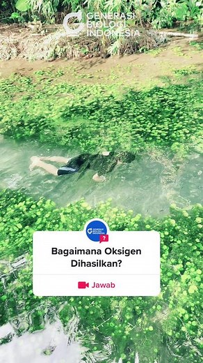 #pertanyaan dari @Generasi Biologi gelembung tersebut dihasilkan oleh pemecahan molekul air menjadi oksigen dan hidrogen #biologi #fisiologi #edukasisains