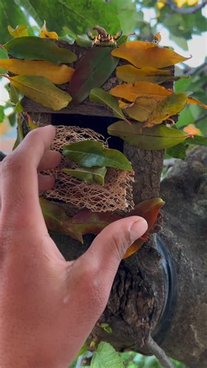 MohamedBirds on Instagram: "Inside Cookie’s Room… Nature Doesn’t Speak, It Whispers 🌿"