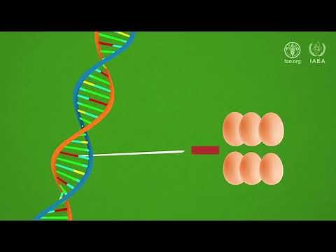 Using nuclear science to improve animal breeding