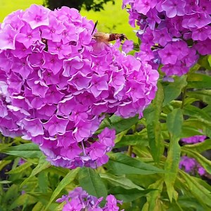 8.1K views · 364 reactions | Have you ever seen a hummingbird moth? Instead of a beak like a hummingbird, it has a long tongue-like proboscis that rolls out of its coiled tube to reach the nectar deep inside flowers. Its tongue is about double the length of the moth’s body. #NationalMothWeek | NYS Department of Environmental Conservation | Facebook