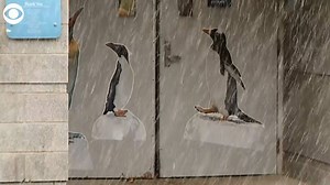 PENGUIN PARADE: The penguins at the Pittsburgh Zoo and PPG Aquarium got to enjoy a little snow on Wednesday during their Penguins on Parade event! Zookeepers say these penguins aren't shy and love to meet their adoring fans! The penguins parade every Saturday and Sunday during the winter (weather permitting!). | WJZ-TV | CBS Baltimore