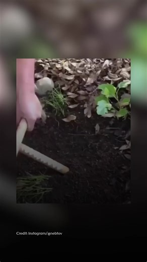 Worm fiddling adalah teknik menangkap cacing dengan cara menciptakan getaran di dalam tanah. Teknik ini dilakukan dengan menggosokkan dua benda tumpul, seperti kayu atau besi, yang ditancapkan ke tanah. Getaran yang dihasilkan akan membuat cacing merasa tidak nyaman dan memaksa mereka keluar dari tanah. Worm fiddling adalah teknik yang telah digunakan sejak zaman dahulu. Teknik ini biasanya digunakan untuk menangkap cacing untuk umpan memancing atau untuk dikonsumsi. Ada dua kemungkinan penyebab