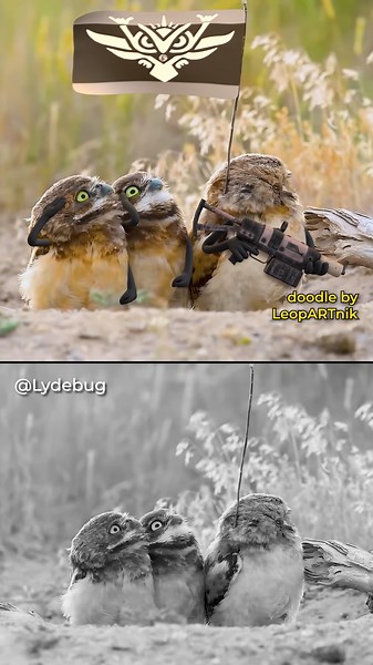 173K views · 5.8K reactions | 黎 HOOTention - sOWLute! 黎 (Sound On...