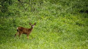 PA Game Commission announces new prices for antlerless deer licenses