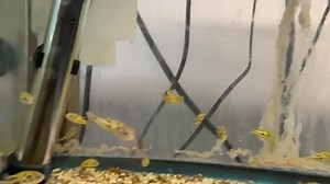 Pea Puffer 🐡💚 — The tiniest puffer with a big attitude! Native to India, these freshwater puffers stay under 1 inch and thrive in planted tanks with plenty of hiding spots. Best kept solo or in carefully planned groups with lots of space. Feed live or frozen foods like bloodworms and snails to keep them healthy and active! 🐌🌿 #PeaPuffer #NanoTank #FreshwaterPuffer #PetzoneSD | Pet Zone Tropical Fish, San Diego, California