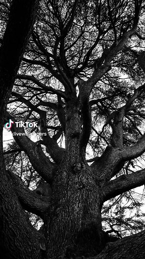 user81518009086 on TikTok