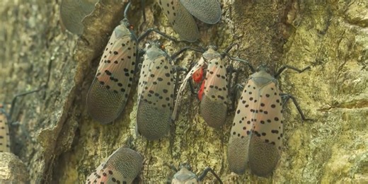 Ohio Department of Agriculture issues statewide quarantine to combat spotted lanternfly