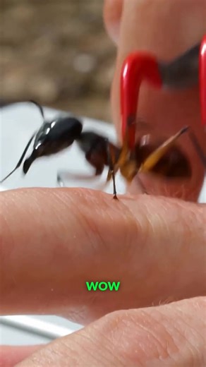 Can the acid ant tear human flesh? 🐜 #ants #insects #bugbite #bravewilderness | Brave Wilderness