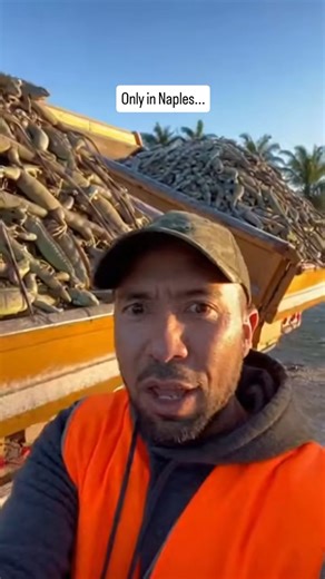 When temperatures suddenly drop across Southwest Florida, invasive green iguanas enter a cold stunned state caused by rapid heat loss. Their bodies become rigid, mobility shuts down, and the animals fall from trees and rooftops in large numbers. Collier County, Naples, Marco Island, and surrounding areas experience some of the highest densities of iguanas in the state, which makes every cold snap capable of producing massive accumulations in a single night. The combination of invasive species pr