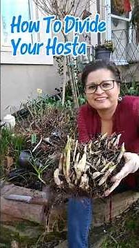 How To Divide Your Hosta #2026Garden
