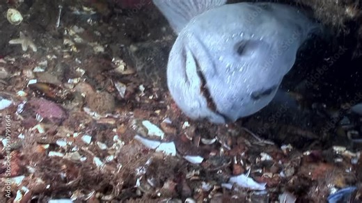An Atlantic catfish, Anarhichas lupus, peers from its rocky den in the Atlantic. The sea wolf looks directly at the camera, offering a rare glimpse of its life on the seafloor.