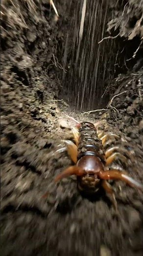 Secret Life of a Centipede Beneath the Soil