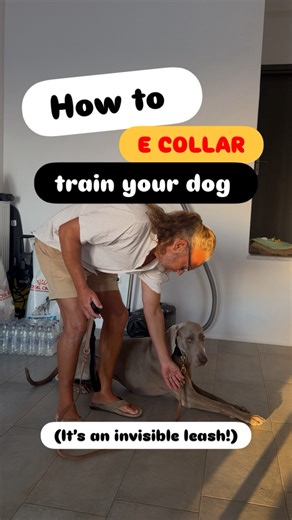 2.9K views · 54 reactions | The remote collar is nothing but an...