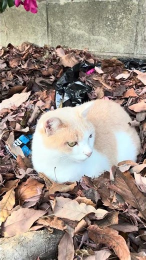 2025.1.5 ミルクティー猫を観察する動画(縦)(iPhone 16e 2K 30fps Dolby Vision撮影)