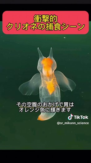 クリオネの捕食シーンを見た事がありますか？ かなり恐ろしい #meme #fyp