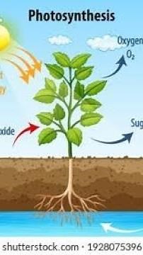 Science/Biology tlm।Photosynthesis Process Tlm।प्रकाश संश्लेषण tlm।Easy tlm।Short tlm।Biology tlm।