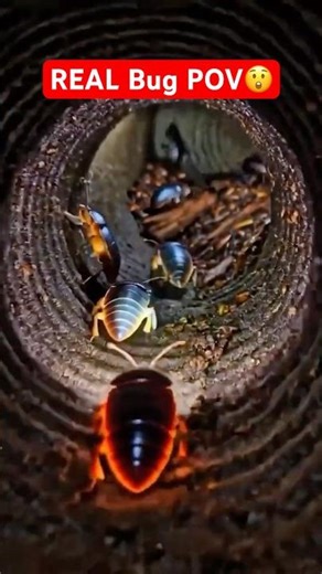 The Pill Bug Colony From Its Own Perspective 😳 #shorts #pov
