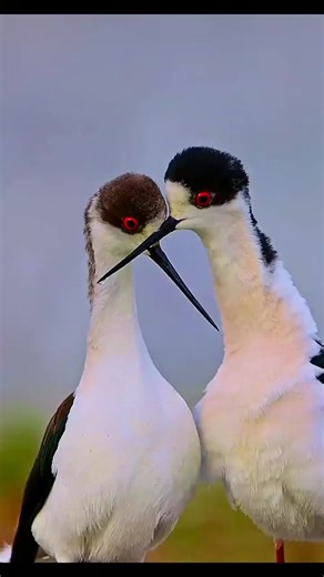 I got you babe Black-winged stilts are monogamous, After mating, the male and female cross bills and walk together, the male holding his wing over the female, | Roar Wildlife News