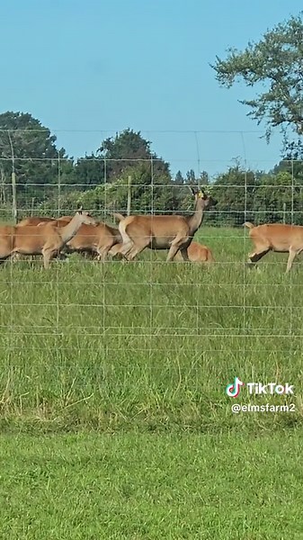 old mate the elk definitely got a couple of my young girls