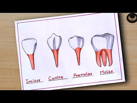 How to draw "Human 4 types of teeth" diagram drawing || how to draw types of teeth