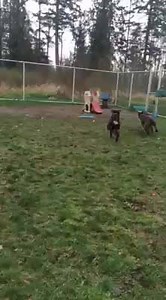 3K views · 97 reactions | UPDATE: Both Axel and Jazzy have been adopted! Check out this video of adoptables Jazzy and Axel getting some play time in! If you are interested in adopting either of these two gorgeous dogs come on by the shelter. | Surrey Animal Resource Centre | Facebook